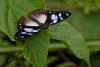 353633 – Photo : Lionel Casset – Gabon